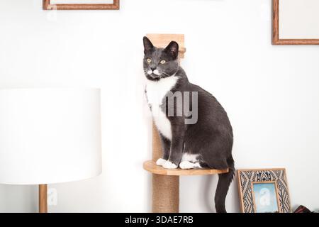 Mustache cat on scratching post mounted to wall. Gray tuxedo cat with white mustache looking at camera, waiting or enjoying the view. Stock Photo