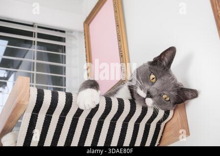 Mustache cat in hammock looking down. Happy relaxed cat hanging out on wall mounted floating shelf high up. Gray male tuxedo cat with white mustache, Stock Photo