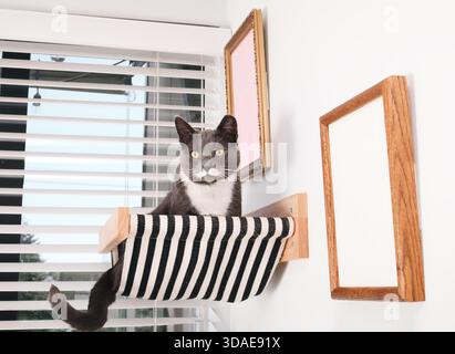 Cute cat in hammock mounted on wall. Happy cat siting in floating shelf high up by the window in living room. Gray male tuxedo cat with white mustache Stock Photo
