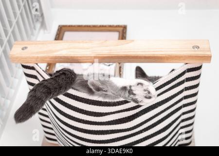 Cat in hammock with just the paw hanging out. Close up of cat lying in floating shelf high up in living room. Gray male tuxedo cat, shorthair. Pet fur Stock Photo