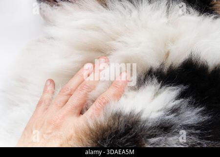 Hand on dog symbolizing the connections and love between humans and pets. Female hand on large dog with double coat and undercoat. pet grooming. Male Stock Photo