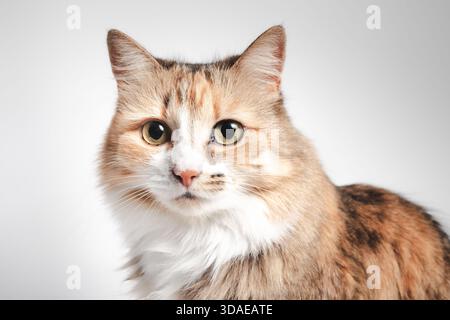 Relaxed cat looking at camera on gray background. Fluffy kitty cat with big yellow eyes. Front view of long hair calico cat with asymmetric markings, Stock Photo