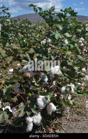 Cotton plant ready for harvest against blue sky and white clouds. Greece. Small depth of field Stock Photo