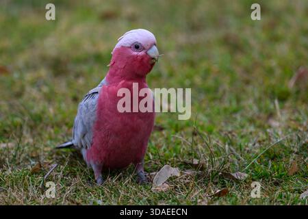Single Galah parrot standing on grass Stock Photo