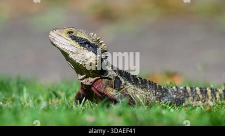 Close up of a lizard on green grass Stock Photo
