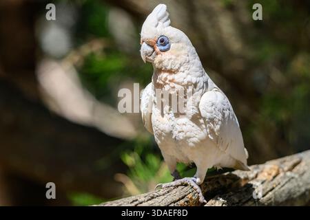 Corella parrot perched on wood Stock Photo