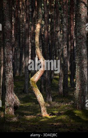 Twisted pine tree is growing in the Dancing Forest, the Curonian Spit, Kaliningrad region Stock Photo