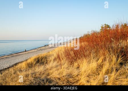 Golden beach grass and red winter shrubs frame the calm Baltic Sea under a pale blue sky. A serene coastal landscape in winter light, quiet and wind-s Stock Photo