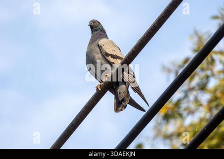 Close-up of a domestic Pigeon, also known as Rock Dove or Feral Pigeon (Columba livia), sitting and resting on a black electric utility line against a Stock Photo