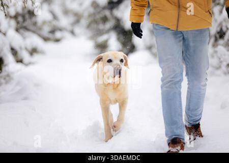 Dog walking with his pet owner through deep snow on forest path during idyllic winter day. Stock Photo