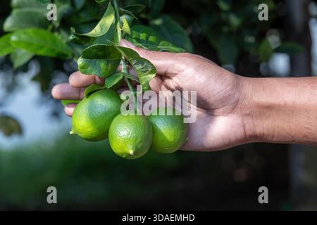Close-up of a female hand gently holding several freshly picked, vibrant green limes still hanging on a tree branch or twig. Citrus fruit harvest, org Stock Photo