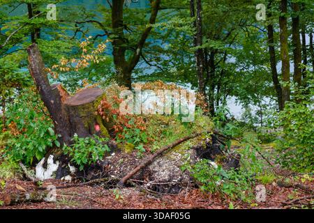 Tree stump in forest clearing with moss, summer foliage and lake view. Misty woodland scene rich in texture and natural detail. Stock Photo