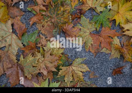 Top-down close view of dry and damp maple leaves in green, yellow, brown, and orange tones lying on grey stone pavement, visible veins and textures. Stock Photo