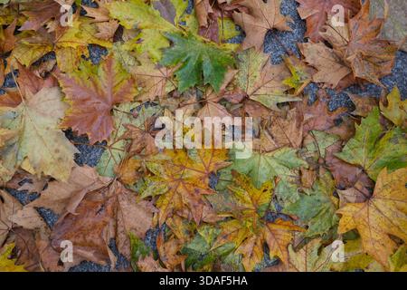 Overhead close-up of overlapping maple leaves in mixed autumn colors on grey stone paving, irregular shapes, visible stains and spots. Stock Photo