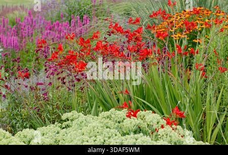 Colourful summer flower bed with Crocosmia Lucifer, bright pink Lythrum 'Rocket' loosestrife, Penstemon Plum Jerkin and ornamental  grass in July. Stock Photo