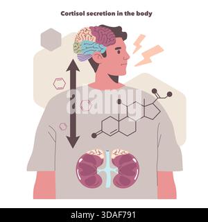 Vector illustration depicting cortisol secretion in the human body. Shows brain and kidneys with chemical symbols and arrows, indicating hormonal pathways and physiological processes. Stock Vector