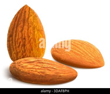 Peeled almonds isolated on white background. 3D realistic almond from different angles. Fresh nuts. Vector illustration. Ready to use for your design, Stock Vector