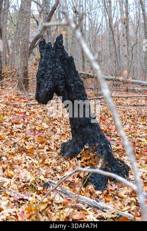 A piece of charred wood in a forest in the shape of a horse head Stock Photo