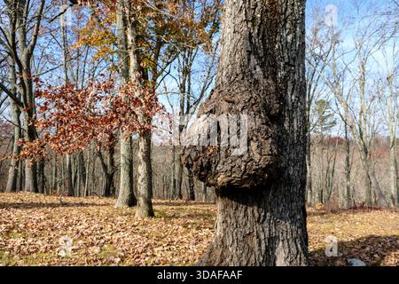 Large bulbous burl growth on trunk of a diseased tree Stock Photo