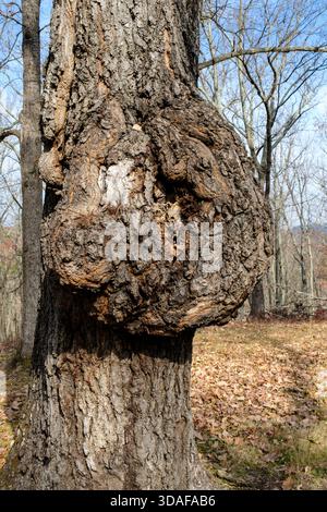 Burl growth on diseased tree trunk Stock Photo