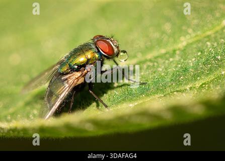 A macro image shows a fly resting on a green leaf in Vienna, Austria, captured with detailed texture and natural spring light. Stock Photo