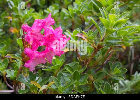 The hairy alpenrose, Rhododendron hirsutum, is is an evergreen shrub and  native to the European mountains Stock Photo - Alamy