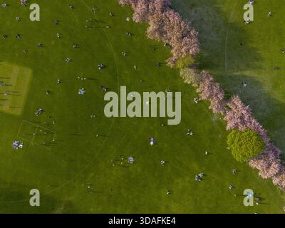 Aerial view of people scattered across lush green fields, framed by delicate pink blossoms in Lauriston, Scotland, United Kingdom. Stock Photo