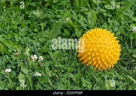 Yellow spiky rubber dog ball lying on fresh green grass with clover leaves and small white flowers, outdoor pet toy concept, training and playtime bac Stock Photo