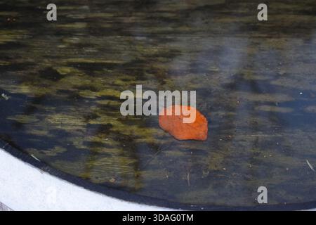 fallen leaf in the water Stock Photo