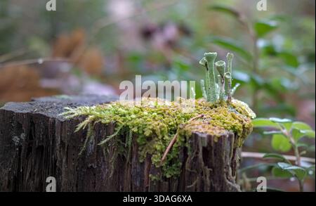 Close-up of Green Cup Lichen (Cladonia) and Moss Growing on a Weathered Tree Stump in a Forest Stock Photo