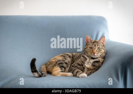 Domestic feline pet lying on a comfortable couch, resting peacefully indoors Stock Photo