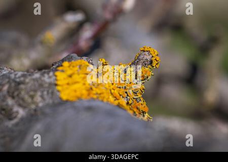 Close up on a orange lichen on a branch of fruit tree in Poland Stock Photo