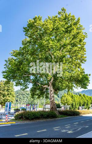 Historic plane tree in front of Celje railway station, one of the largest in Slovenia, 120 years old, protected natural landmark Celje, Slovenia Stock Photo