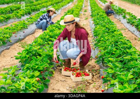 Team of farmers picking strawberry at farm Stock Photo - Alamy