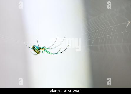A colorful Venusta Orchard Orbweaver Spider (Leucauge venusta) sitting in its web Stock Photo