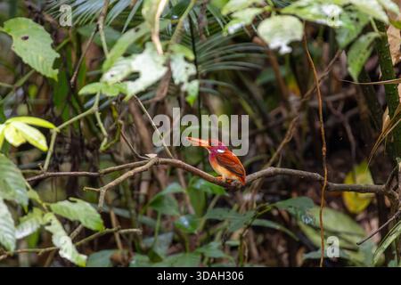 A rare sighting of the South Philippine Dwarf Kingfisher (Ceyx melanurus mindanensis), a tiny, endemic kingfisher found in the wild on Philippines Stock Photo
