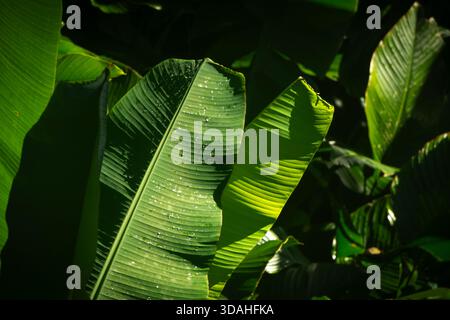 Close-up of bright green tropical leaves in sunlight, showing strong textures,overlapping shapes and water droplets on the leaf surface. Stock Photo