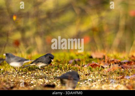 Canada, Quebec, 14 October 2025 : Small birds foraging on a sunlit mossy forest floor Stock Photo