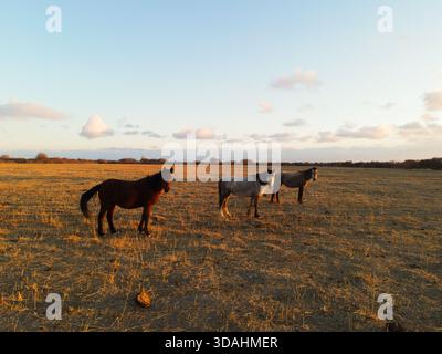 Three horses, one brown, one grey, and one light brown, stand in a large dry golden field or pasture under a bright sky with scattered clouds during s Stock Photo