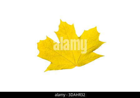 Maple fall leaf isolated on white background Stock Photo