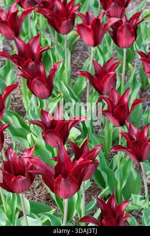 Tulipa Sarah Raven, Tulip Sarah Raven, lily-flowered, Deep burgundy tulip Stock Photo