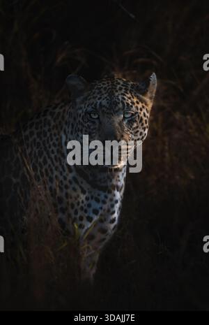 View of a leopard's intense gaze piercing through the shadowy undergrowth in Kruger National Park, contrasting light and dark fur, Kruger National Par Stock Photo