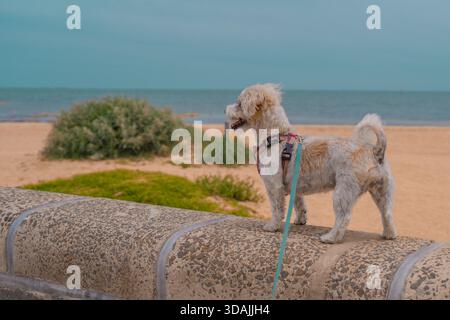 Jack Russell Cross Poodle Jackapoo smarty and cheeky on beach Stock Photo