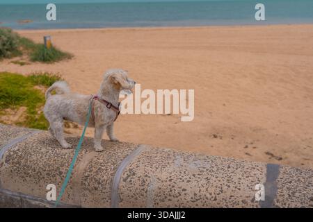 Jack Russell Cross Poodle Jackapoo smarty and cheeky on beach Stock Photo