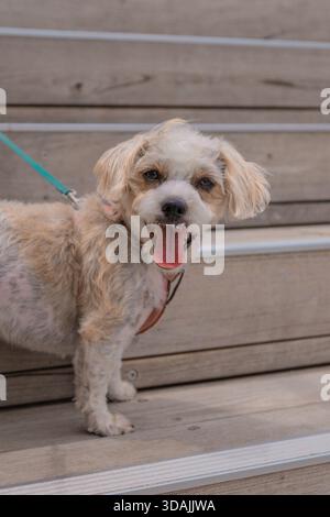 Jack Russell Cross Poodle Jackapoo smarty and cheeky on beach Stock Photo