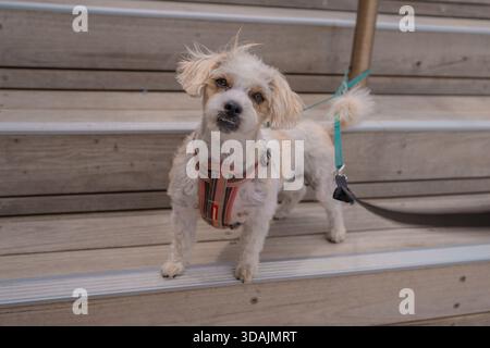 Jack Russell Cross Poodle Jackapoo smarty and cheeky on beach Stock Photo