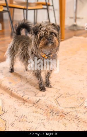 Black Silky smart cute mutt under table Stock Photo