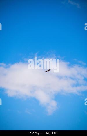 Majestic golden eagle flying high in the blue sky with white fluffy clouds representing freedom and nature Stock Photo