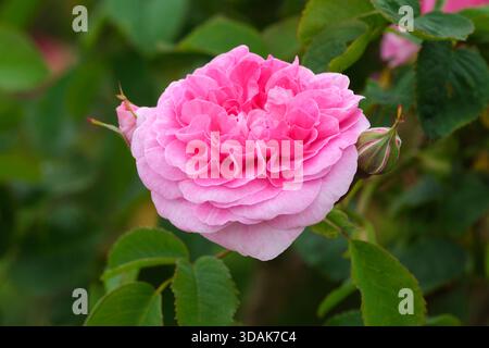 Rosa England's Rose, rose England's Rose, rosa Ausrace, Rosa Ludlow Castle, shrub rose, clusters double blooms of delicate apricot and pink Stock Photo
