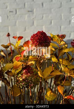 Hydrangea in autumn Stock Photo